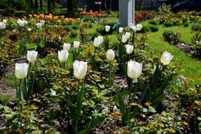 Tulipany w Rosarium "Pałacyk"