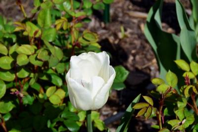 Tulipany w Rosarium "Pałacyk"