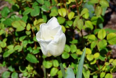 Tulipany w Rosarium "Pałacyk"
