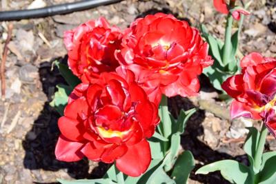 Tulipany w Rosarium "Pałacyk"