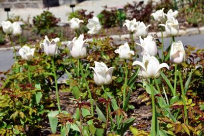 Tulipany w Rosarium "Pałacyk"