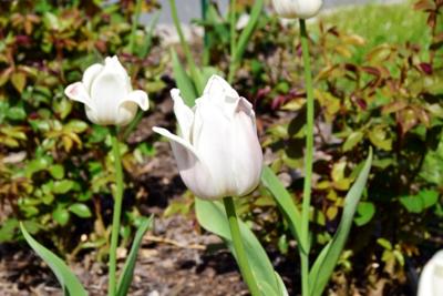 Tulipany w Rosarium "Pałacyk"