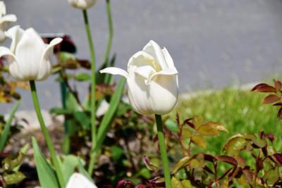 Tulipany w Rosarium "Pałacyk"