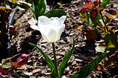 Tulipany w Rosarium "Pałacyk"