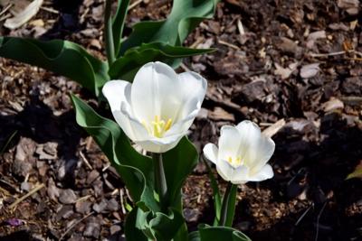 Tulipany w Rosarium "Pałacyk"