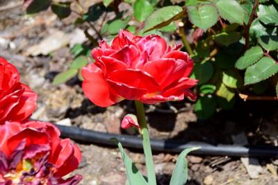Tulipany w Rosarium "Pałacyk"