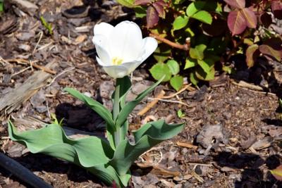 Tulipany w Rosarium "Pałacyk"
