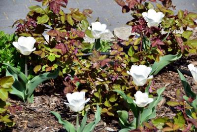 Tulipany w Rosarium "Pałacyk"