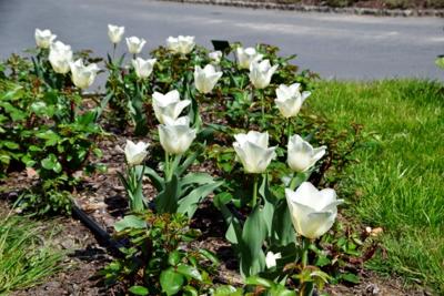Tulipany w Rosarium "Pałacyk"