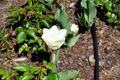 Tulipany w Rosarium "Pałacyk"