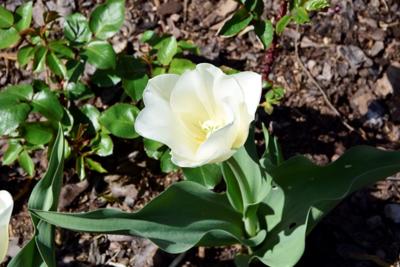 Tulipany w Rosarium "Pałacyk"