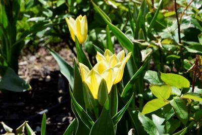 Tulipany w Rosarium "Pałacyk"