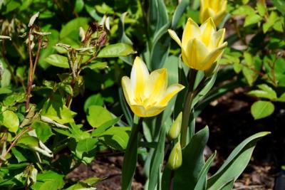 Tulipany w Rosarium "Pałacyk"