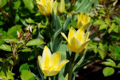 Tulipany w Rosarium "Pałacyk"