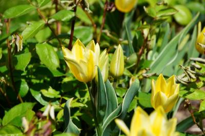 Tulipany w Rosarium "Pałacyk"