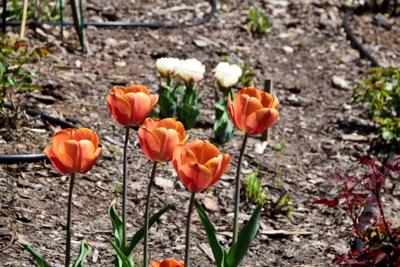 Tulipany w Rosarium "Pałacyk"
