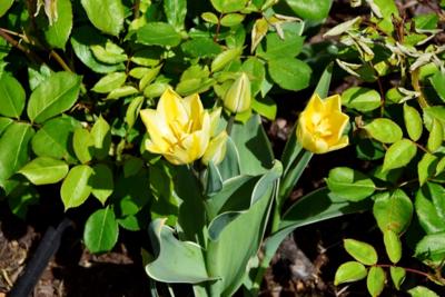 Tulipany w Rosarium "Pałacyk"