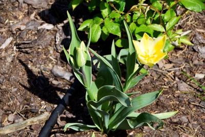 Tulipany w Rosarium "Pałacyk"