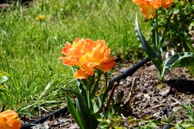 Tulipany w Rosarium "Pałacyk"