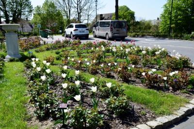 Tulipany w Rosarium "Pałacyk"