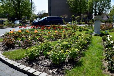 Tulipany w Rosarium "Pałacyk"