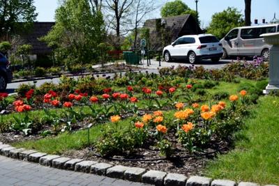 Tulipany w Rosarium "Pałacyk"