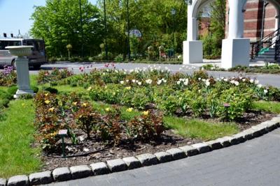 Tulipany w Rosarium "Pałacyk"