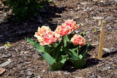 Tulipany w Rosarium "Pałacyk"