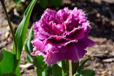 Tulipany w Rosarium "Pałacyk"