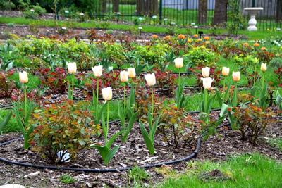 Tulipany w Rosarium "Pałacyk"