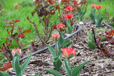 Tulipany w Rosarium "Pałacyk"