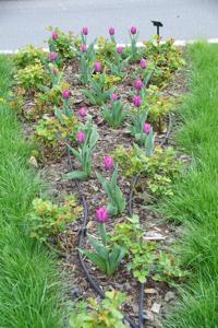 Tulipany w Rosarium "Pałacyk"