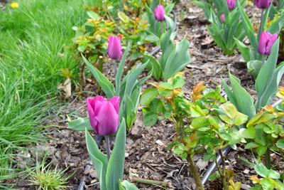 Tulipany w Rosarium "Pałacyk"