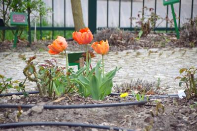 Tulipany w Rosarium "Pałacyk"
