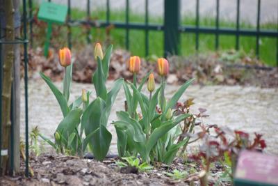 Tulipany w Rosarium "Pałacyk"