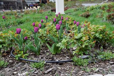 Tulipany w Rosarium "Pałacyk"
