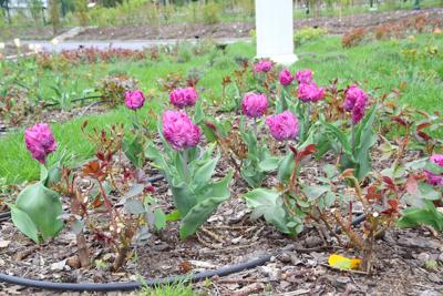 Tulipany w Rosarium "Pałacyk"