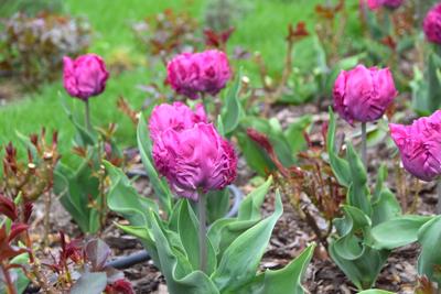 Tulipany w Rosarium "Pałacyk"