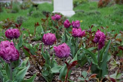 Tulipany w Rosarium "Pałacyk"
