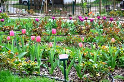 Tulipany w Rosarium "Pałacyk"