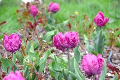 Tulipany w Rosarium "Pałacyk"