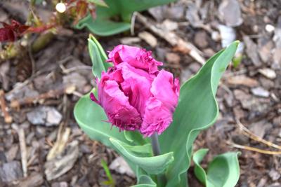 Tulipany w Rosarium "Pałacyk"