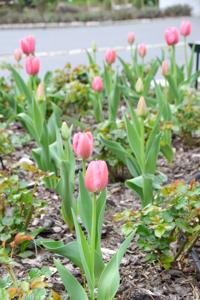 Tulipany w Rosarium "Pałacyk"