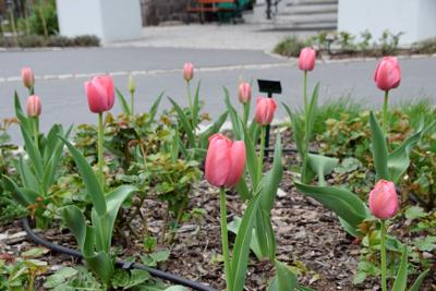 Tulipany w Rosarium "Pałacyk"