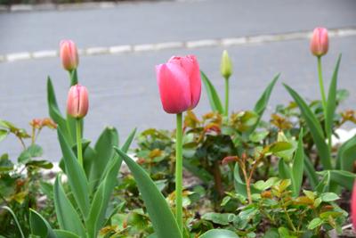 Tulipany w Rosarium "Pałacyk"