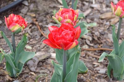 Tulipany w Rosarium "Pałacyk"