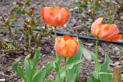 Tulipany w Rosarium "Pałacyk"