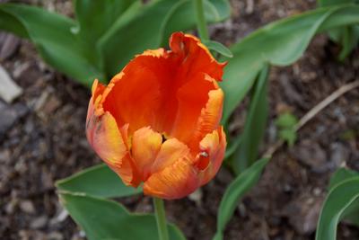 Tulipany w Rosarium "Pałacyk"