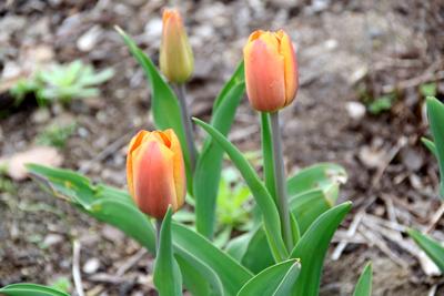 Tulipany w Rosarium "Pałacyk"