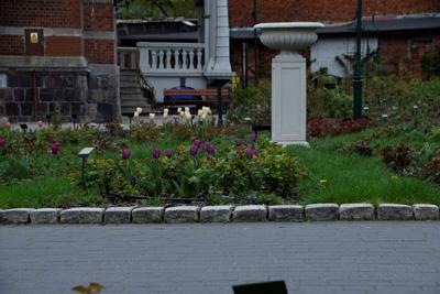 Tulipany w Rosarium "Pałacyk"